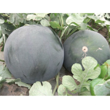 HW20 Jinjin grosses graines de pastèque hybride F1 mondial noir pour la plantation